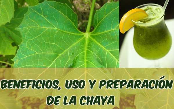 Para Qué Sirve La Chaya →【Como Planta Medicinal】